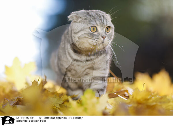 laufende Scottish Fold / RR-97451