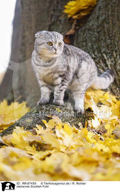 stehende Scottish Fold / RR-97459