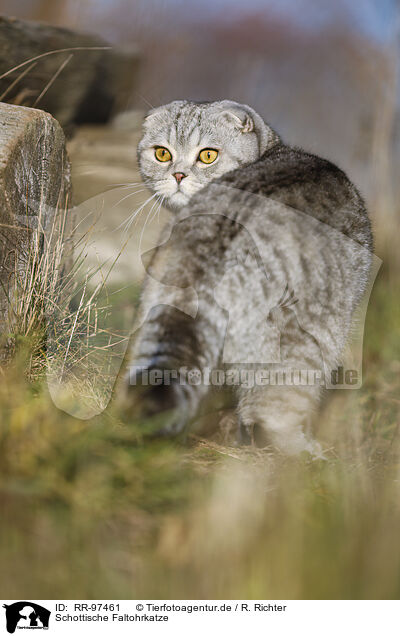 Schottische Faltohrkatze / RR-97461