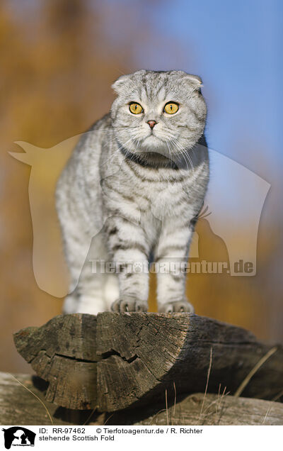 stehende Scottish Fold / RR-97462