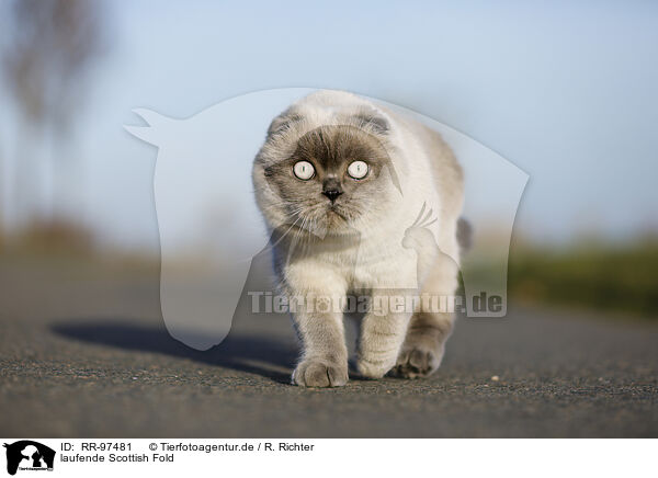 laufende Scottish Fold / RR-97481