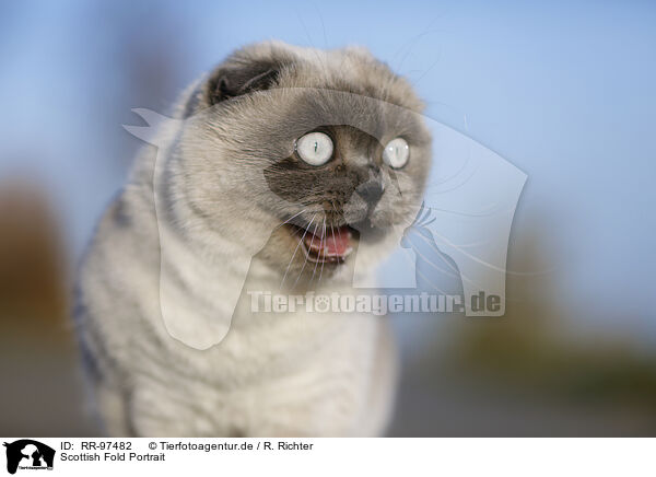 Scottish Fold Portrait / RR-97482