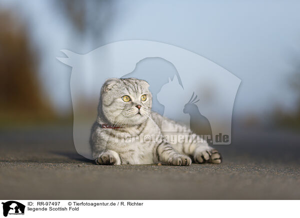 liegende Scottish Fold / lying Scottish Fold / RR-97497