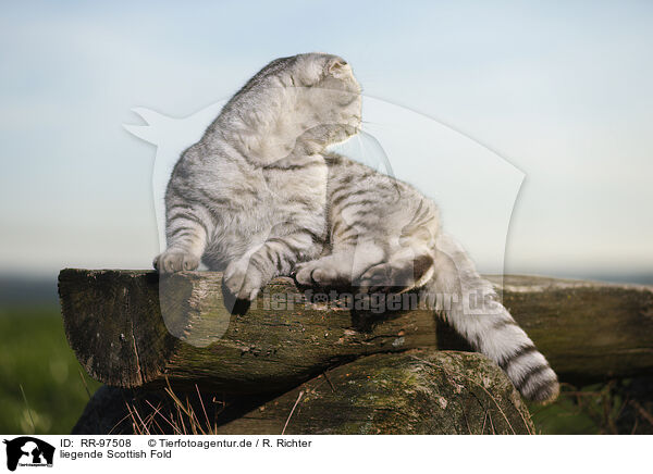liegende Scottish Fold / lying Scottish Fold / RR-97508