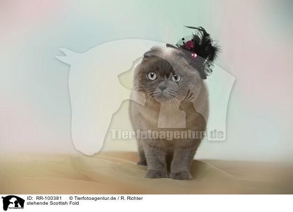 stehende Scottish Fold / RR-100381