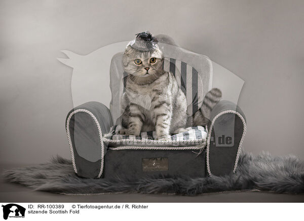 sitzende Scottish Fold / sitting Scottish Fold / RR-100389