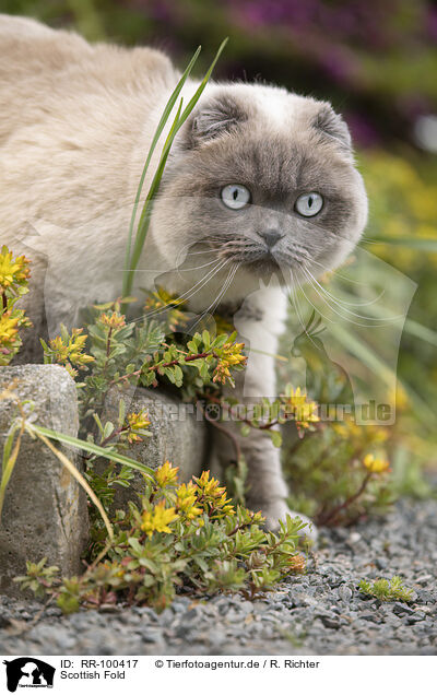 Scottish Fold / RR-100417