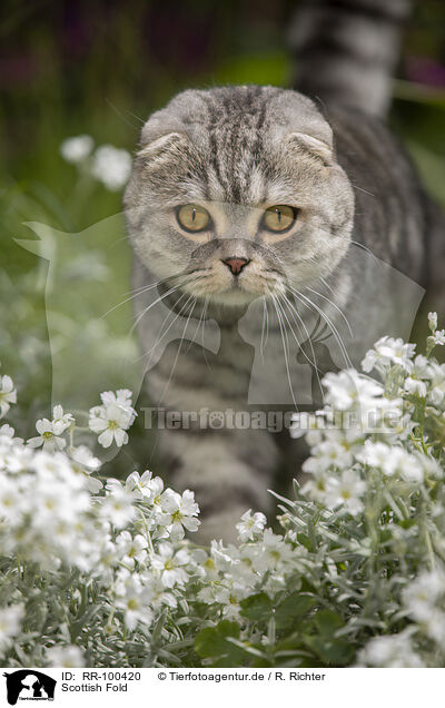 Scottish Fold / RR-100420