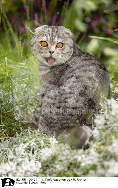 sitzende Scottish Fold / RR-100431