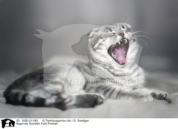 liegende Scottish Fold Portrait / SSE-01180