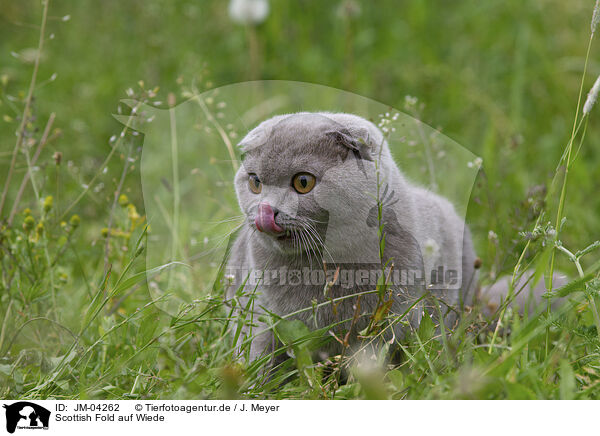 Scottish Fold auf Wiede / JM-04262