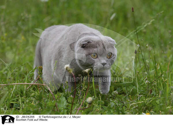 Scottish Fold auf Wiede / JM-04266