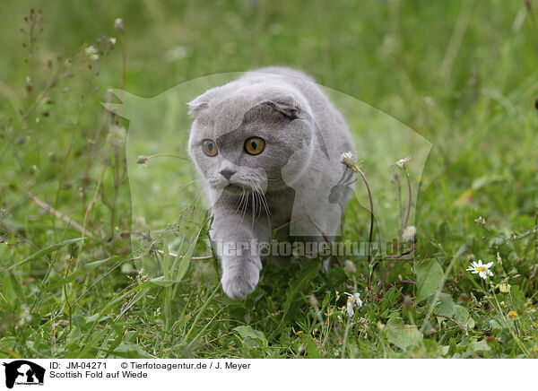 Scottish Fold auf Wiede / JM-04271