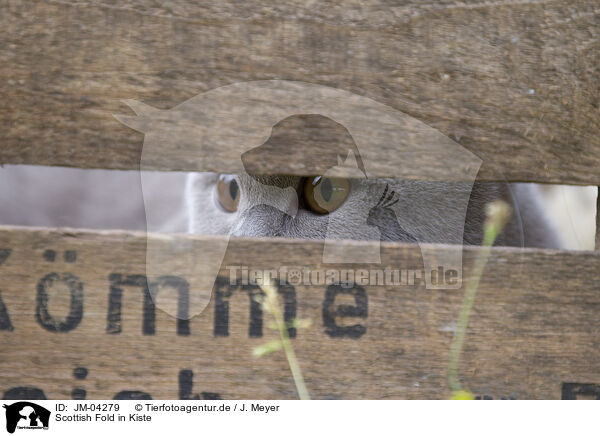 Scottish Fold in Kiste / Scottish Fold in box / JM-04279