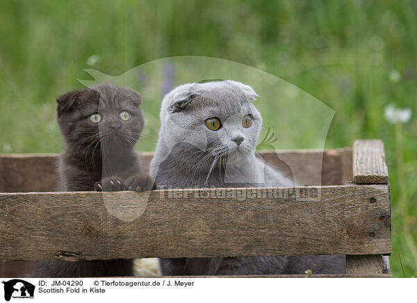 Scottish Fold in Kiste / JM-04290