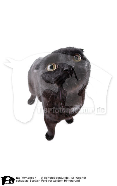 schwarze Scottish Fold vor weiem Hintergrund / black Scottish Fold in front of white background / MW-25887