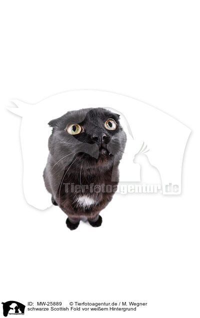 schwarze Scottish Fold vor weiem Hintergrund / MW-25889