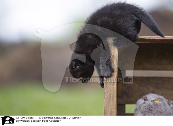 schwarzes Scottish Fold Ktzchen / black Scottish Fold kitten / JM-07551