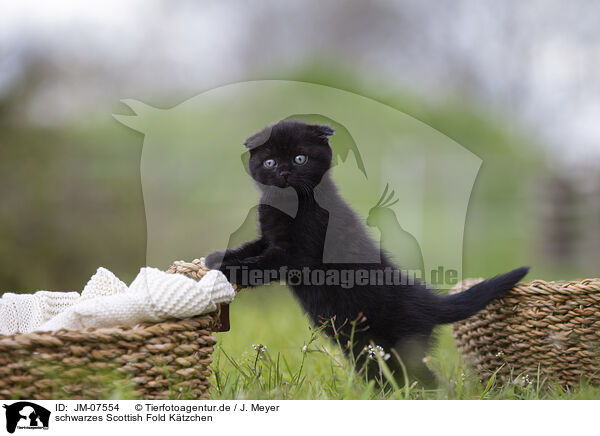 schwarzes Scottish Fold Ktzchen / black Scottish Fold kitten / JM-07554