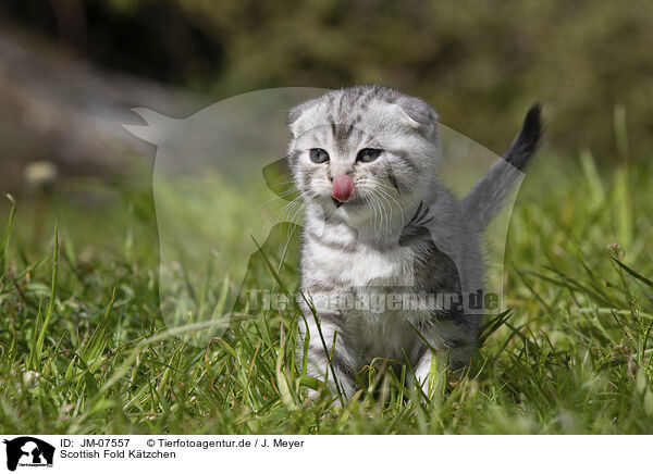 Scottish Fold Ktzchen / JM-07557