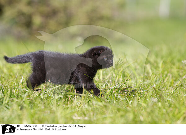 schwarzes Scottish Fold Ktzchen / black Scottish Fold kitten / JM-07560