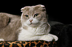 Scottish Fold