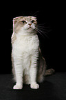 Scottish Fold