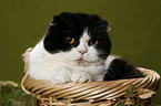 Scottish Fold