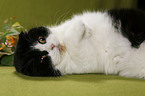 Scottish Fold