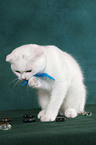 spielendes Scottish Fold Ktzchen