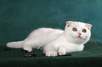 Scottish Fold Ktzchen