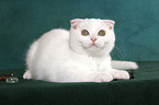 Scottish Fold Ktzchen