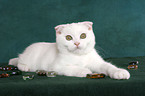 Scottish Fold Ktzchen