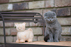 Schottische Faltohrkatze Ktzchen