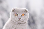 Scottish Fold Portrait