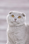 Scottish Fold Portrait