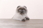 junge Scottish Fold