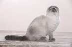 junge Scottish Fold