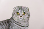 junge Scottish Fold