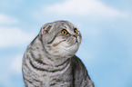 junge Scottish Fold