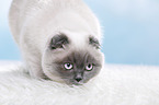 junge Scottish Fold