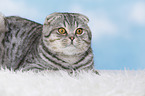 junge Scottish Fold