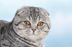 junge Scottish Fold