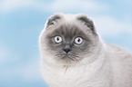 junge Scottish Fold