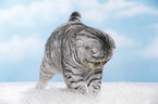 junge Scottish Fold