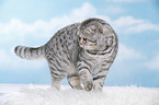 junge Scottish Fold