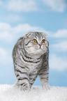 junge Scottish Fold