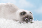 junge Scottish Fold