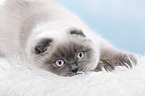 junge Scottish Fold