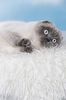 junge Scottish Fold